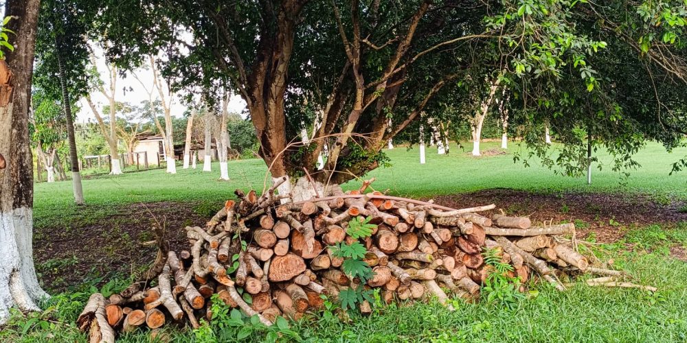 ChacaraBaus (11)