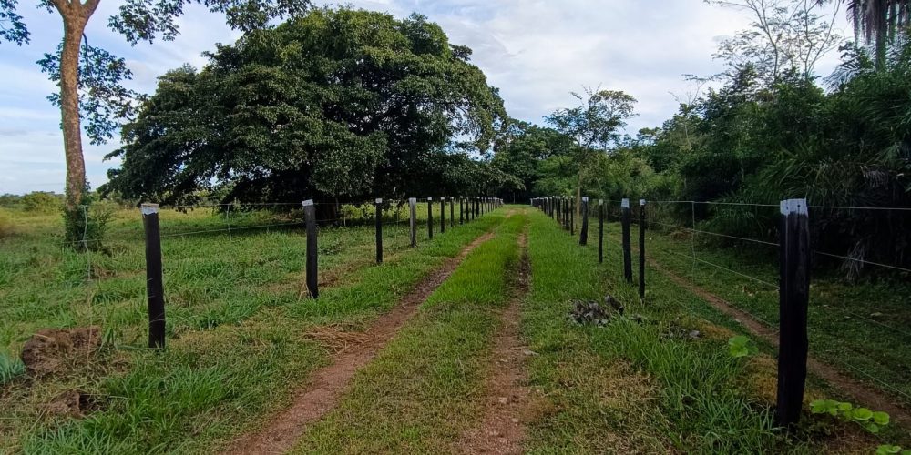 ChacaraBaus (14)