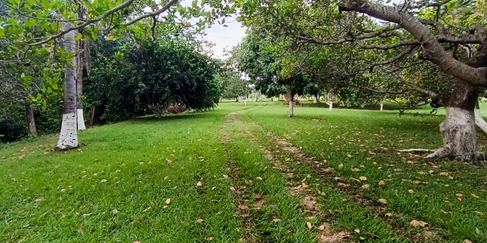 ChacaraBaus (17)