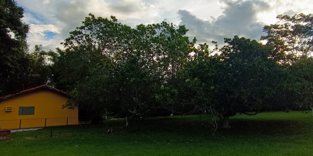 ChacaraBaus (6)